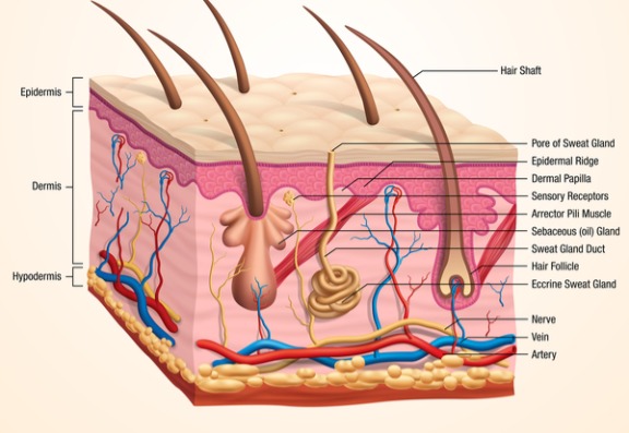 The hair follicle