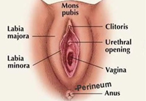 Anatomy of the vagina