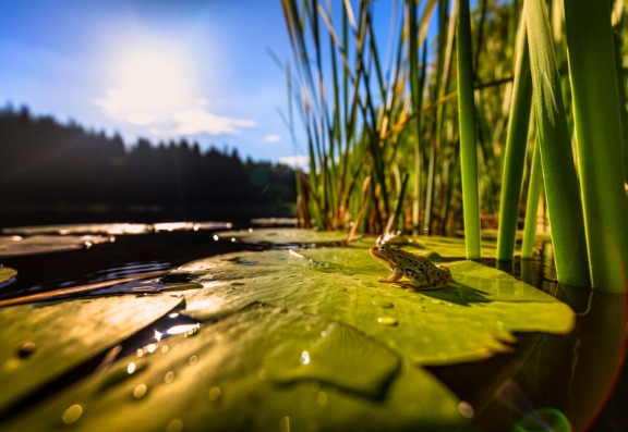 Frogs And Toads Will Give You Warts 