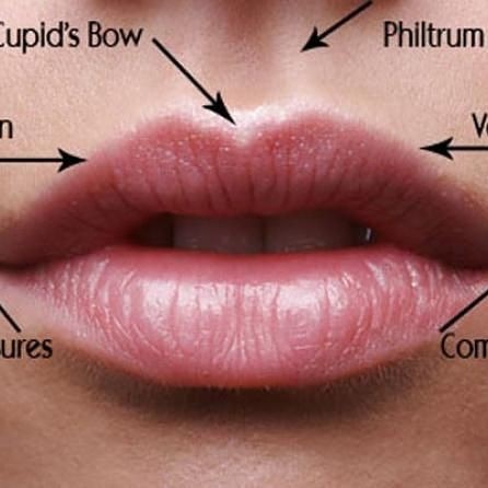 Lip filler treatment areas Photo
