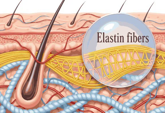 Firmness and elasticity 