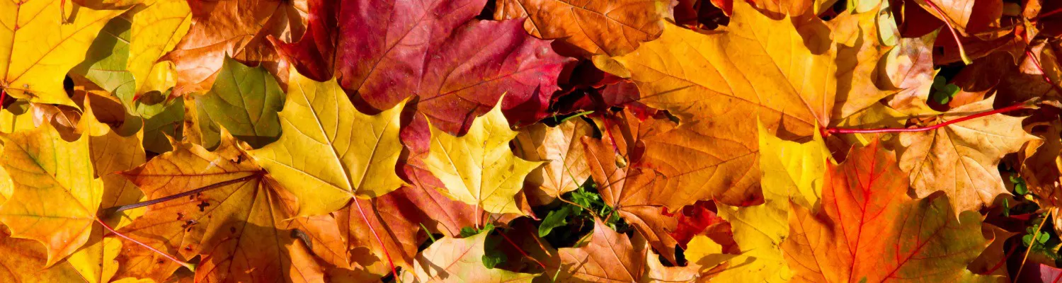 Treating Pigmentation in the Autumn