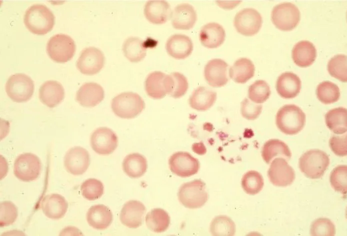Billions of Platelets Concentrated in Cellenis® PRP