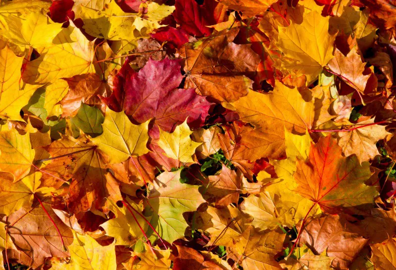 Treating Pigmentation in the Autumn